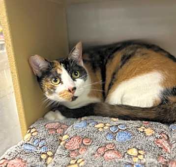 Photo of Callie