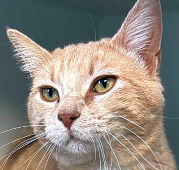 Photo of Butternut