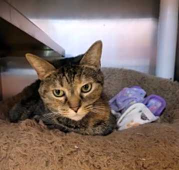 Photo of Bastet