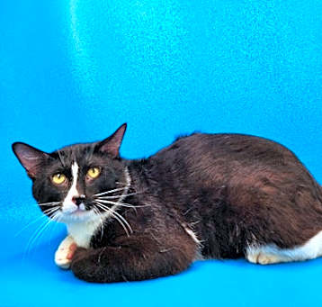 Photo of Sutton