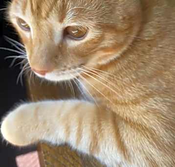 Photo of Tiger