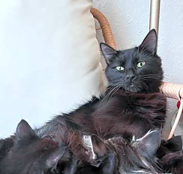 Photo of Phoebe