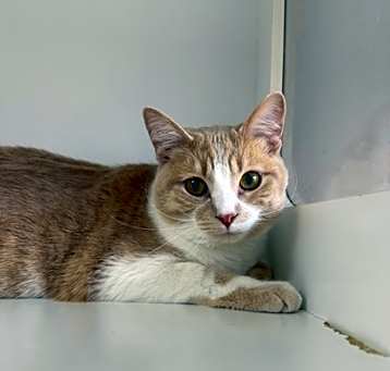 Photo of Peanut