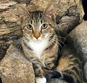 Photo of Honey