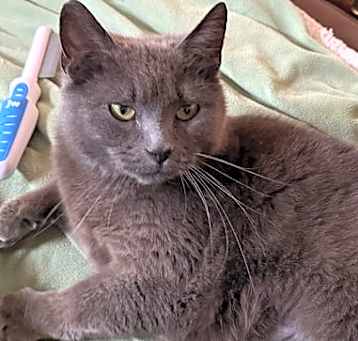Photo of Purrtricia