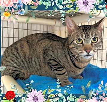 Photo of NUTMEG