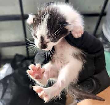Photo of Cheeto