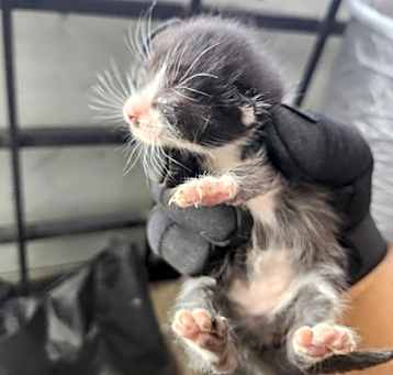 Photo of Pickle