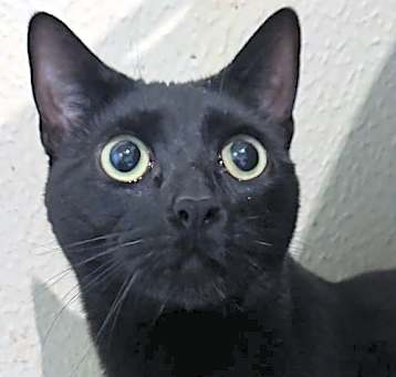 Photo of Sampson