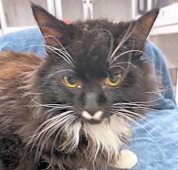 Photo of Bandit