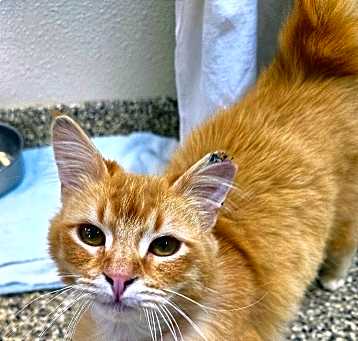 Photo of Jetson