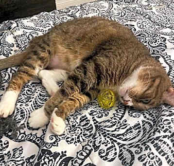 Photo of Mango III