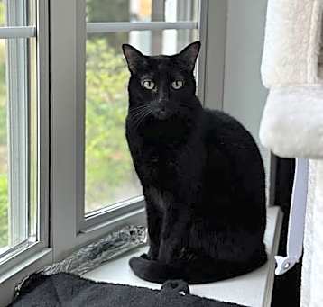 Photo of Midnight IV