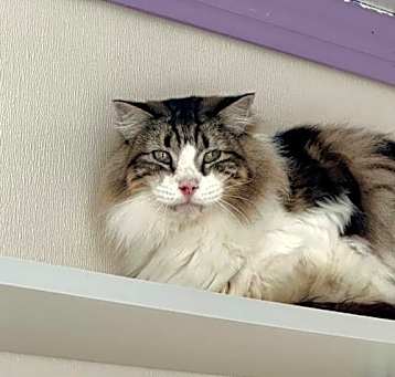 Photo of Sven