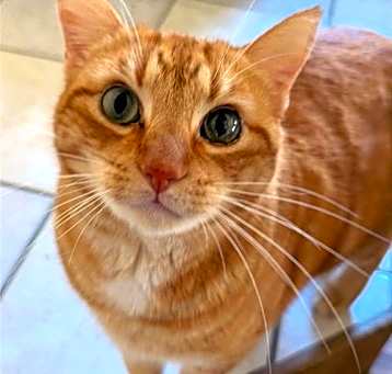 Photo of Mango
