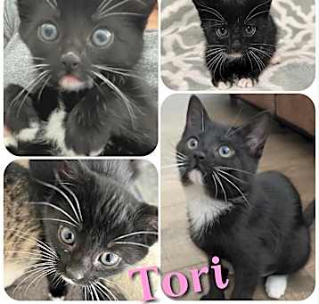 Photo of Tori