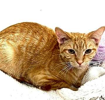 Photo of Bourbon