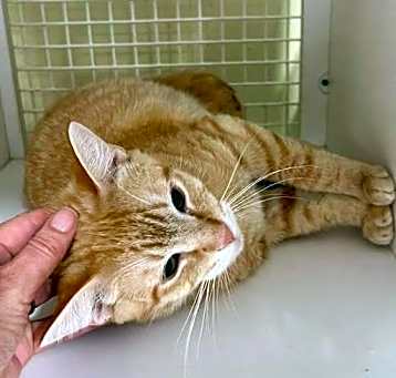 Photo of Scotch