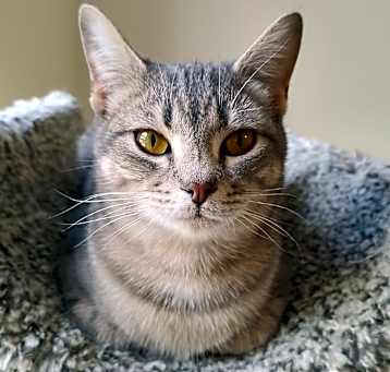 Photo of Latte
