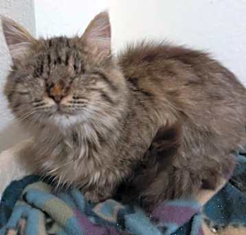 Photo of Moonshadow