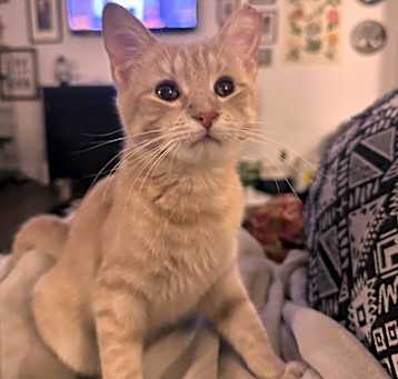 Photo of Nilla