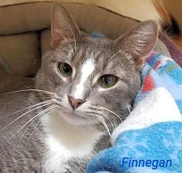Photo of Finnegan