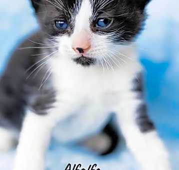 Photo of Alfalfa