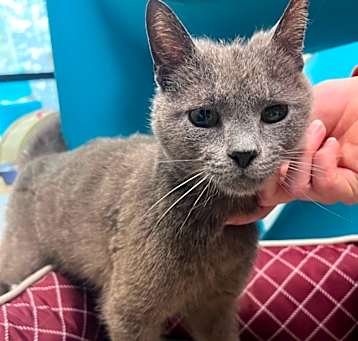 Photo of Little Grey