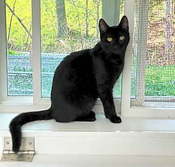 Photo of Cookie