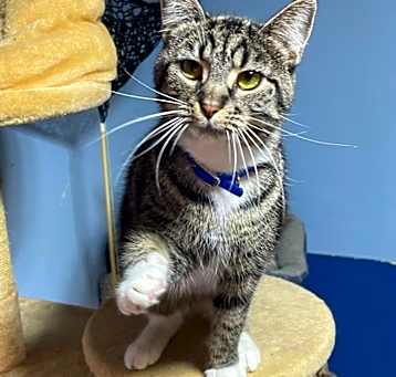 Photo of Tipper