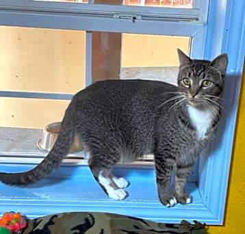 Photo of Tigger