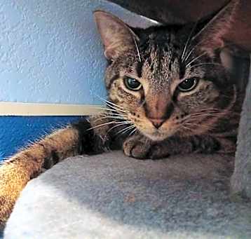 Photo of Smokey