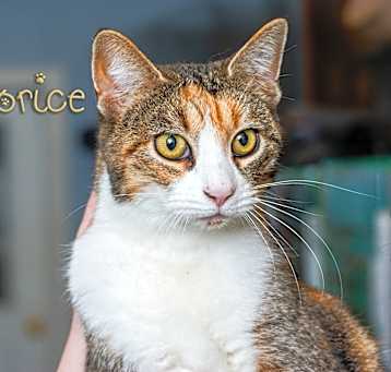 Photo of Licorice