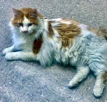 Photo of Moocher