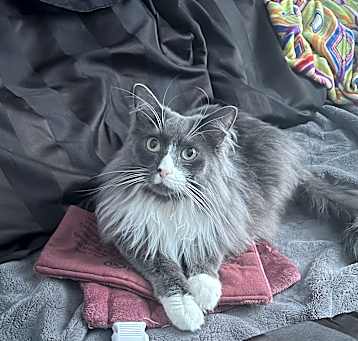 Photo of Blue