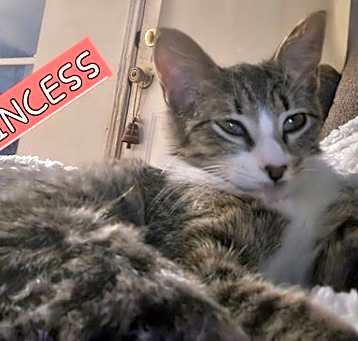 Photo of PRINCESS