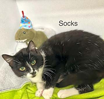 Photo of Socks