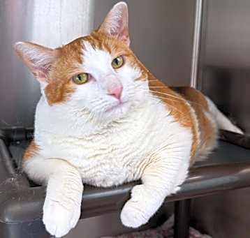 Photo of Gaston