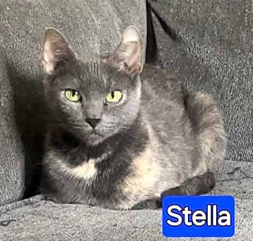 Photo of Stella