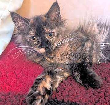 Photo of C282 Litter Trixie