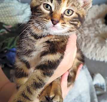 Photo of Tiger