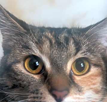 Photo of Pickle