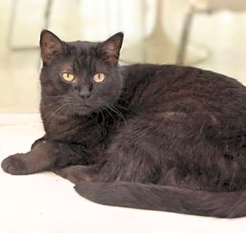 Photo of Pepper