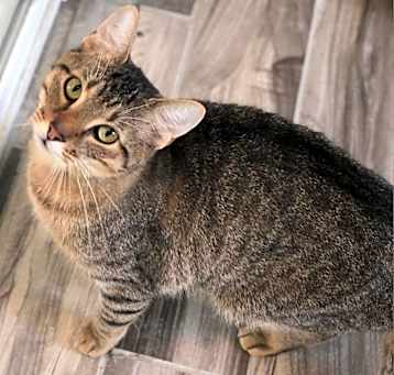 Photo of Loki (bonded with Stella)