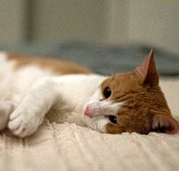Photo of Dorito