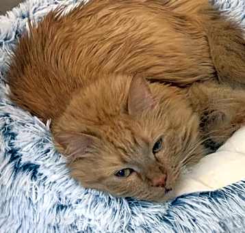 Photo of Indy