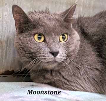 Photo of Moonstone