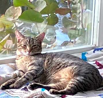 Photo of Lacey