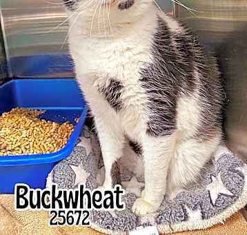 Photo of Buckwheat