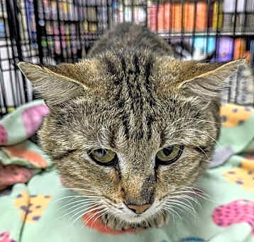 Photo of Dexter